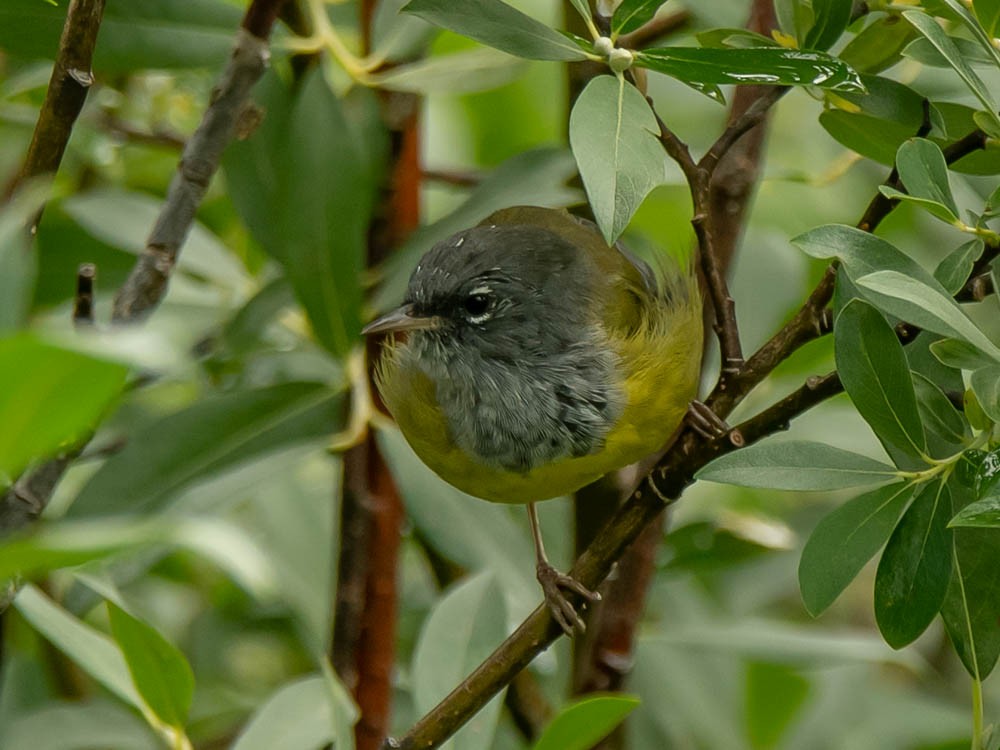 MacGillivray's Warbler - ML605833111