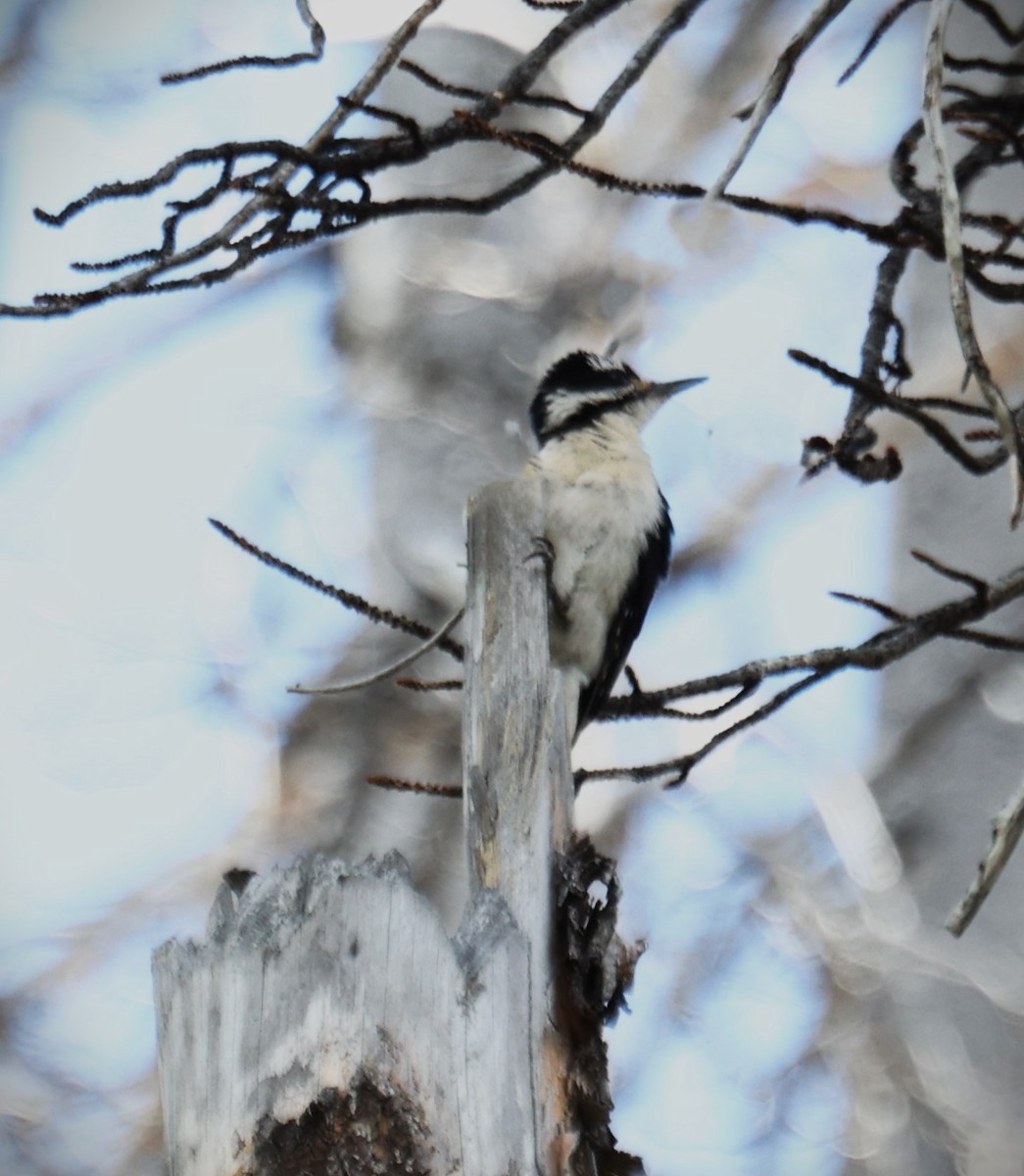 Hairy Woodpecker - ML605833351