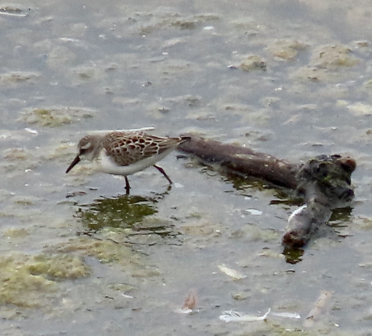 Western Sandpiper - ML605833621