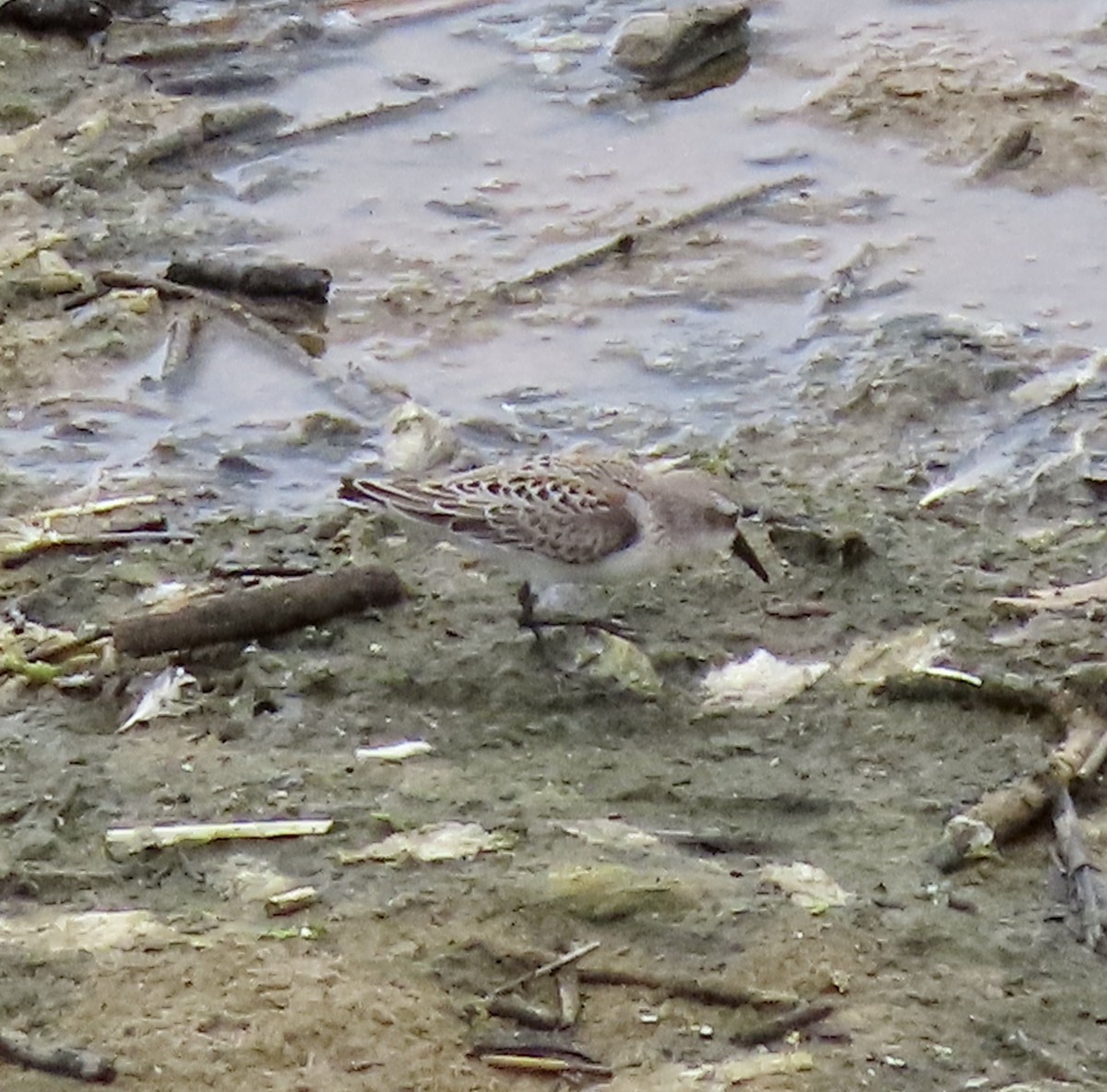 Western Sandpiper - ML605833631