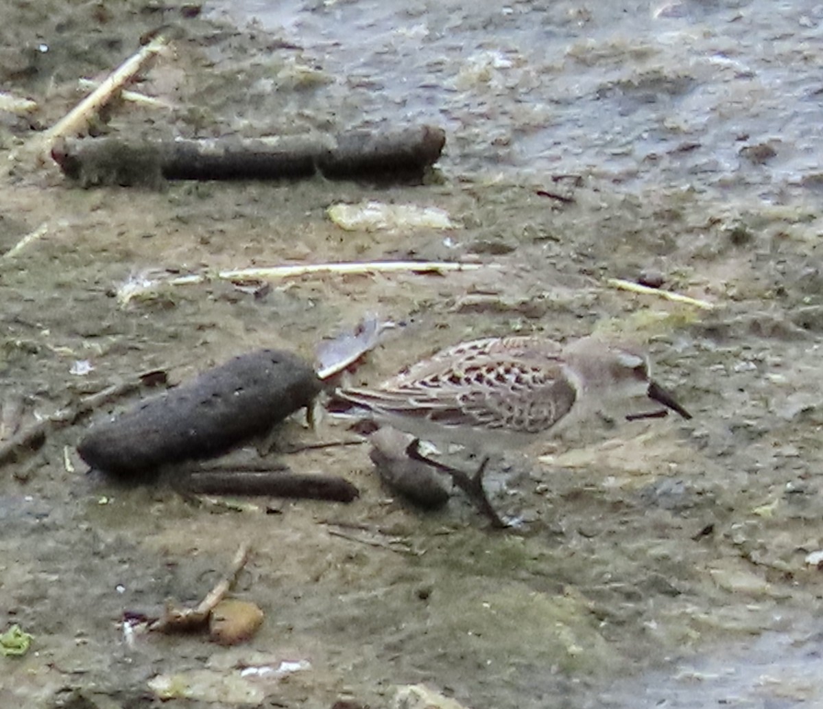 Western Sandpiper - ML605833641