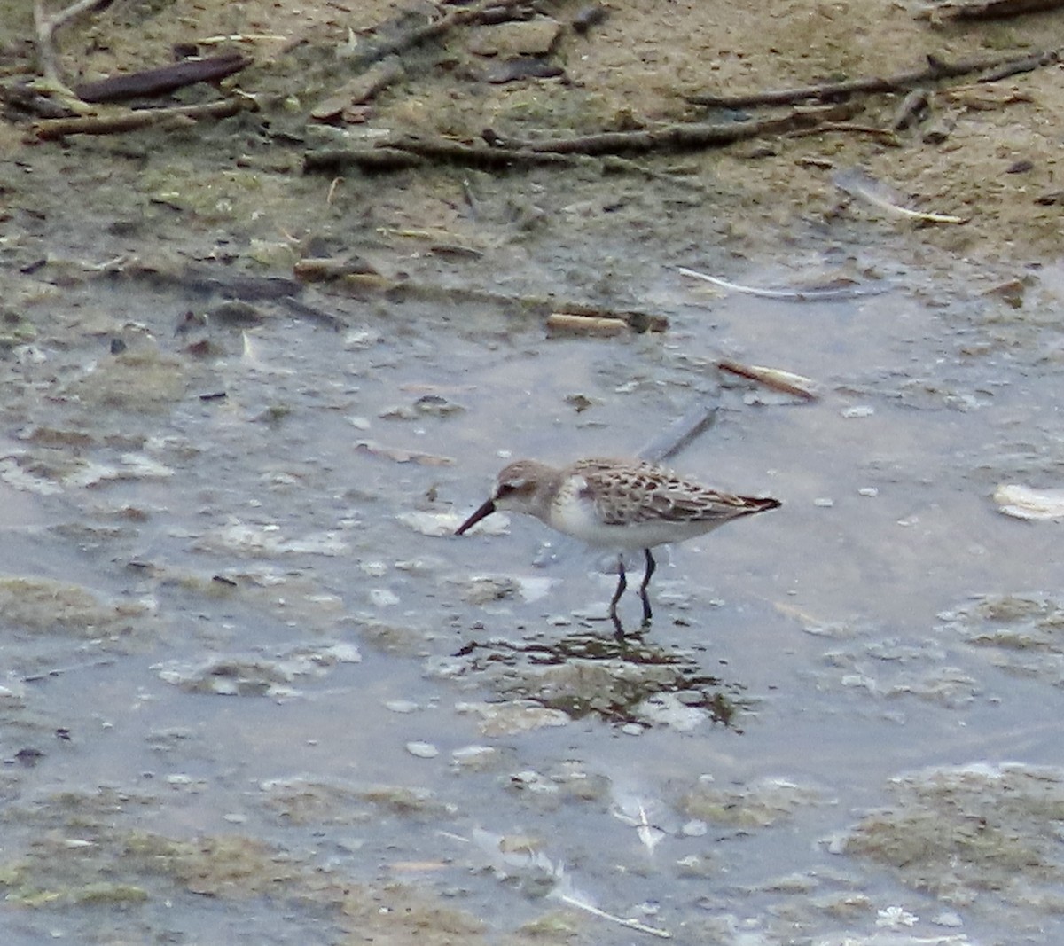 Western Sandpiper - ML605833651