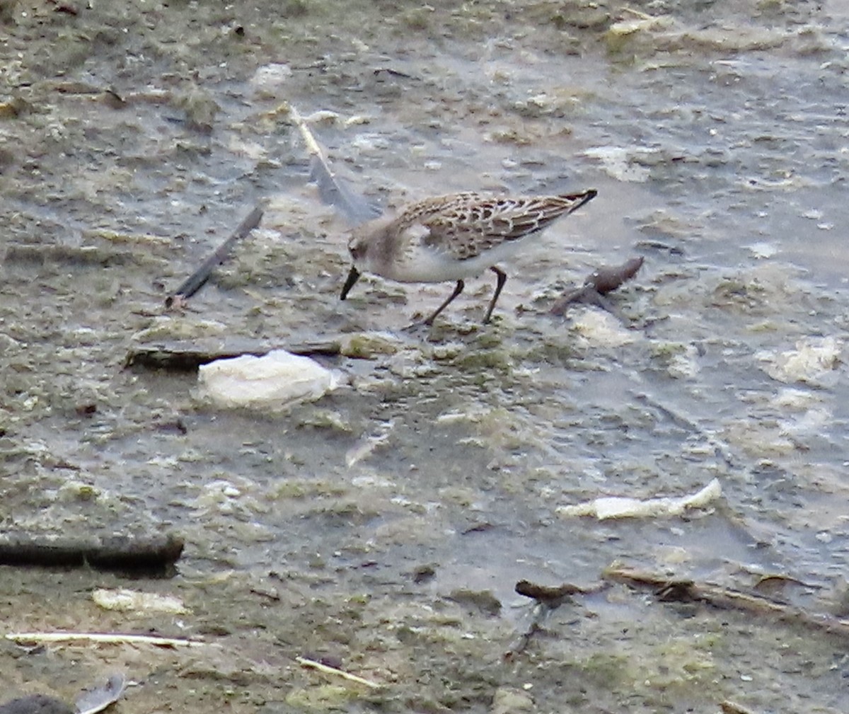 Western Sandpiper - ML605833661