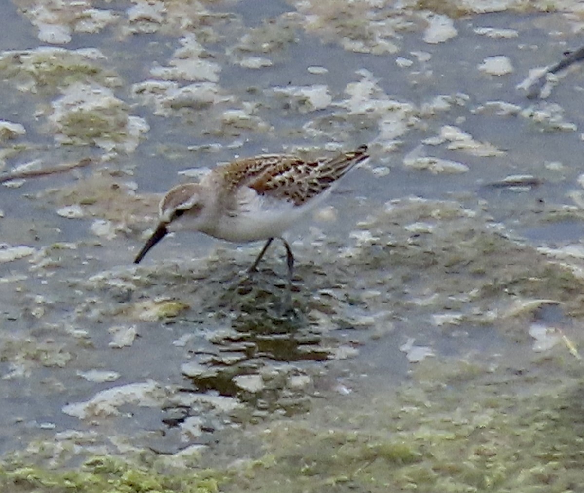 Western Sandpiper - ML605833671