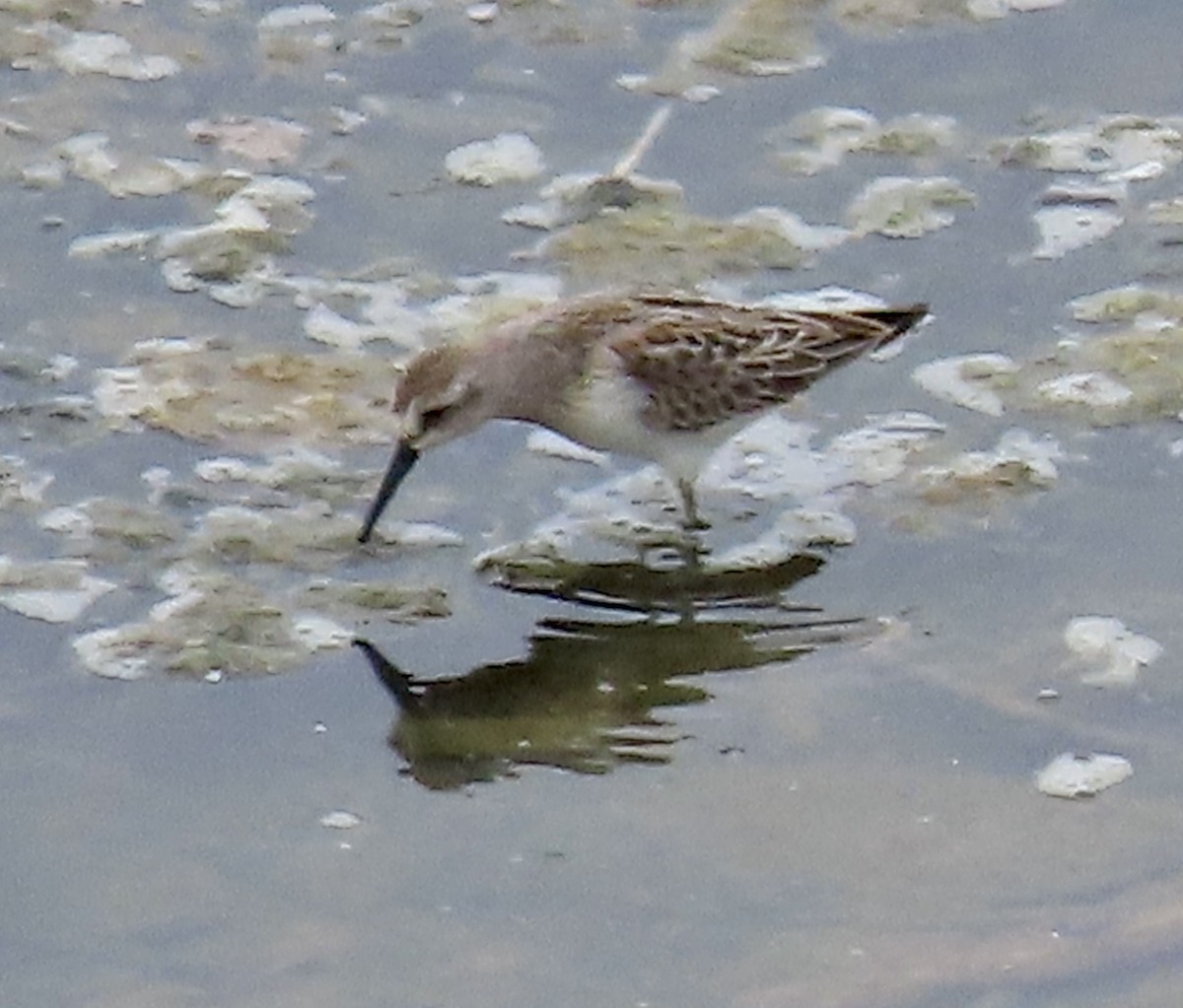 Western Sandpiper - ML605833681