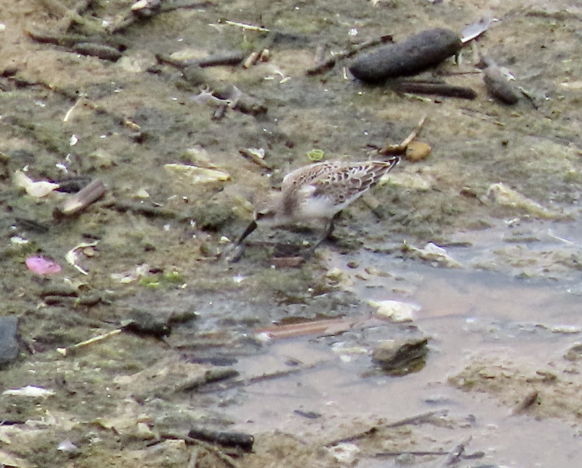 Western Sandpiper - ML605833691