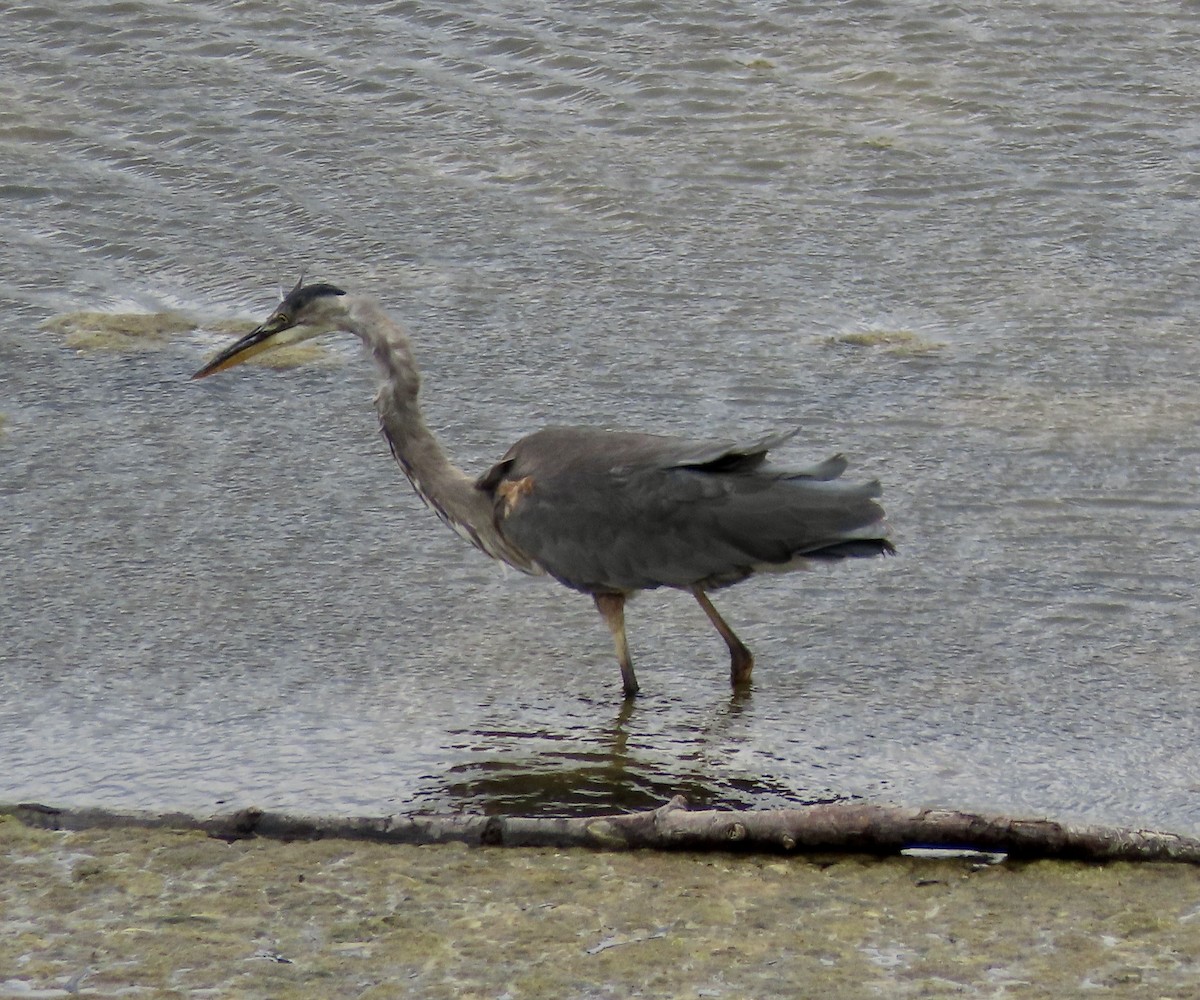 Great Blue Heron - George Chrisman