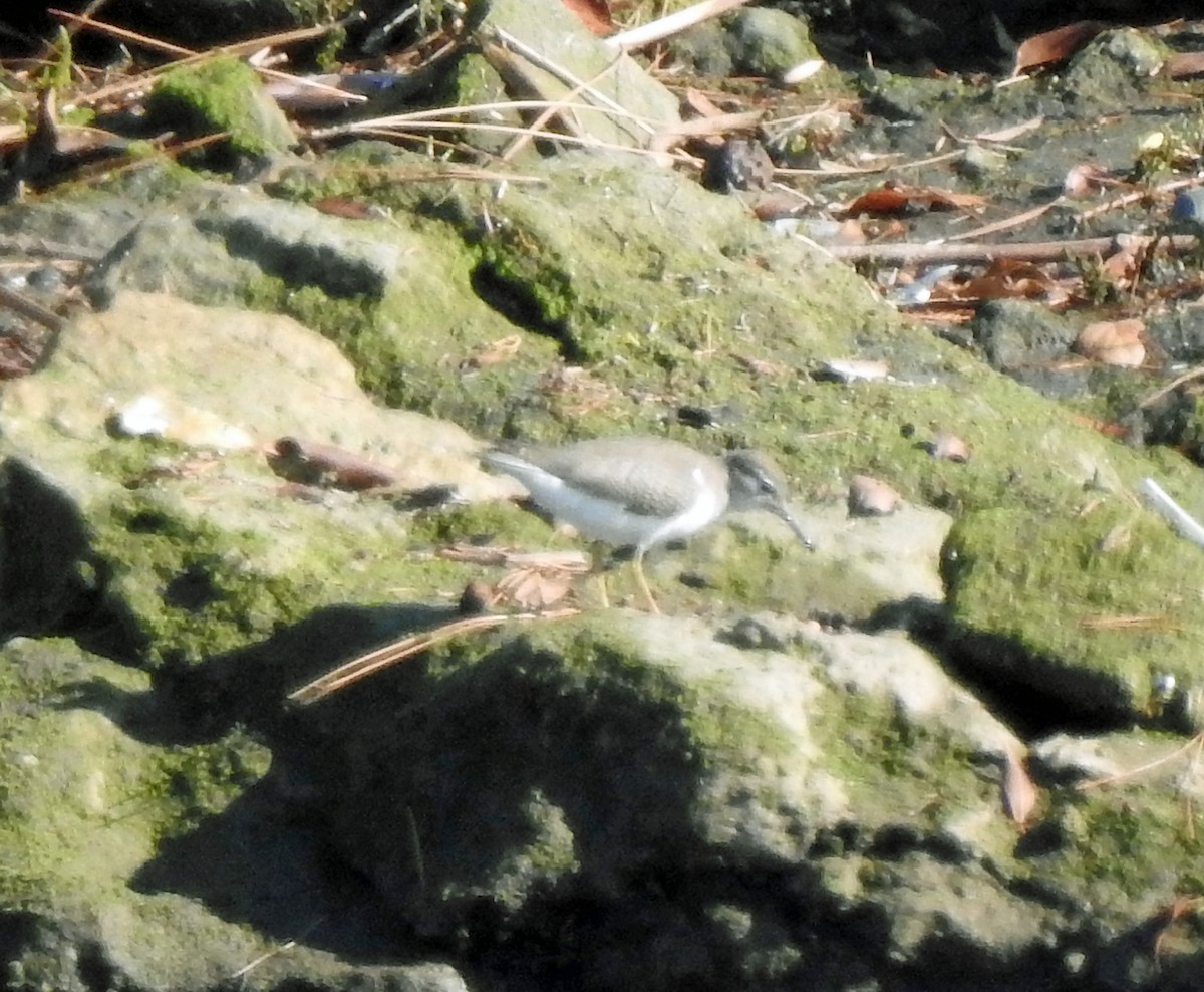 Spotted Sandpiper - ML605834001