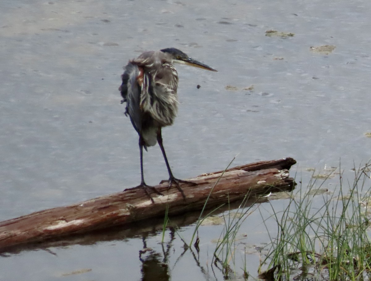 Great Blue Heron - ML605835161