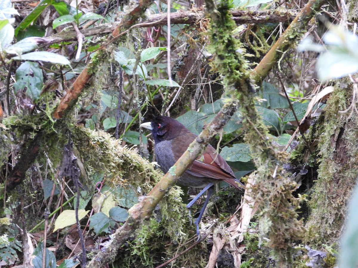 Pale-billed Antpitta - ML605836331