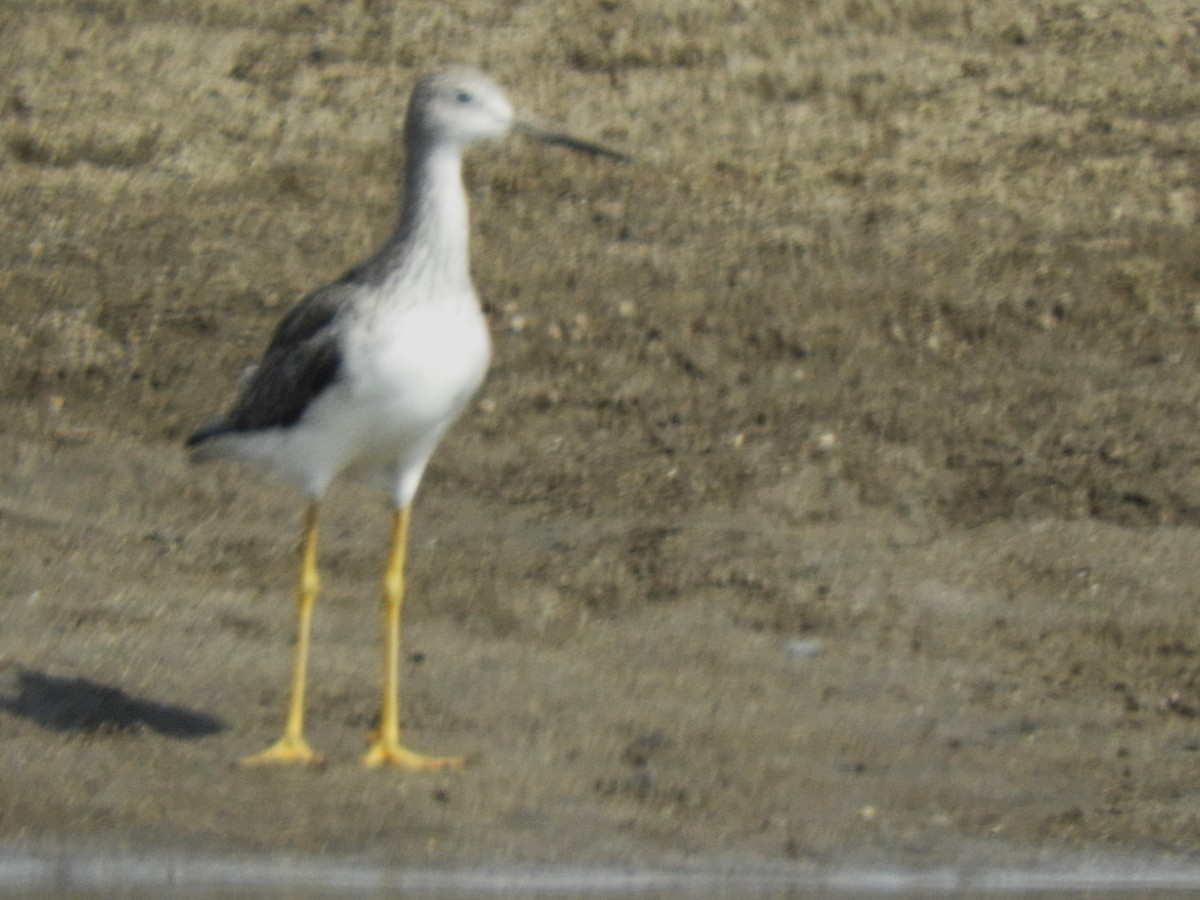 Greater Yellowlegs - ML605837251