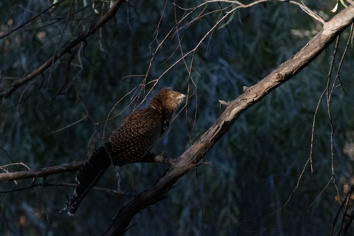 Pheasant Coucal - ML605838111