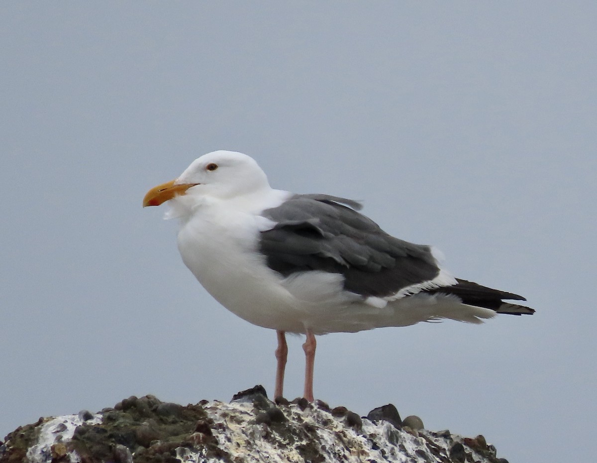 Western Gull - ML605838121