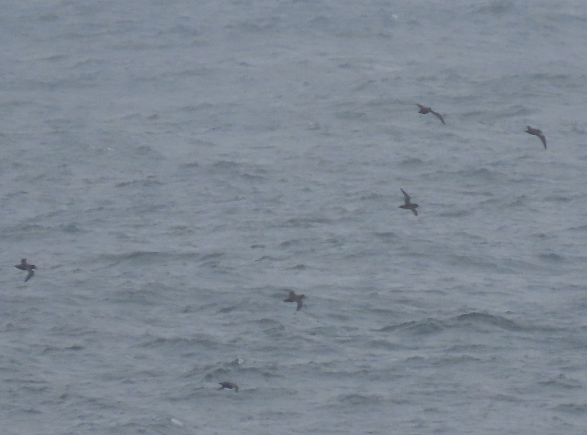 Sooty Shearwater - ML605838281