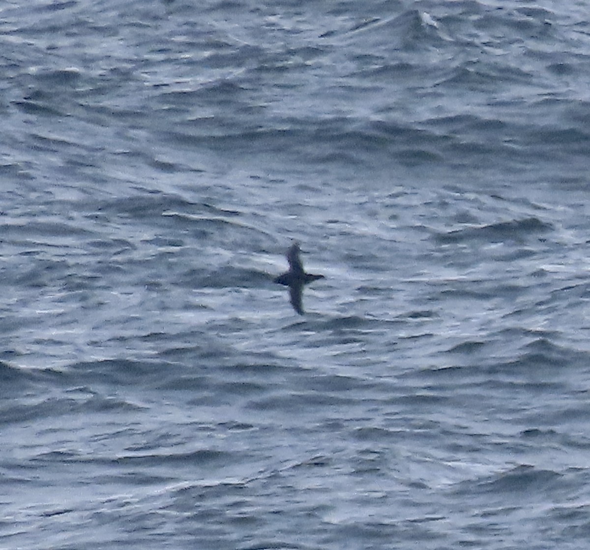 Sooty Shearwater - ML605838291