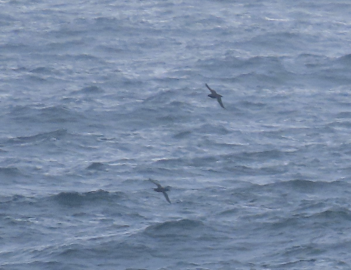 Sooty Shearwater - ML605838301