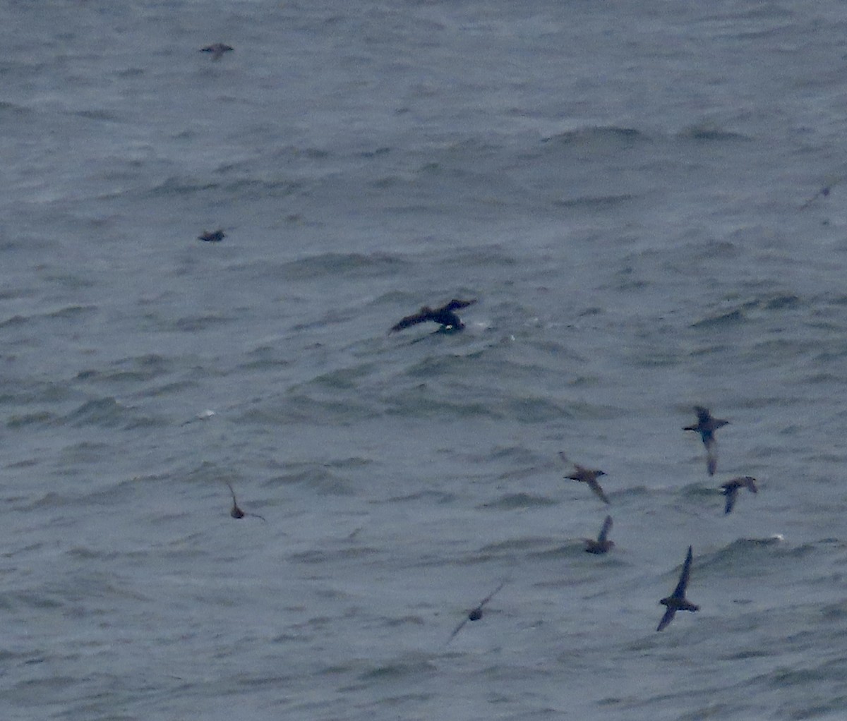 Sooty Shearwater - ML605838311