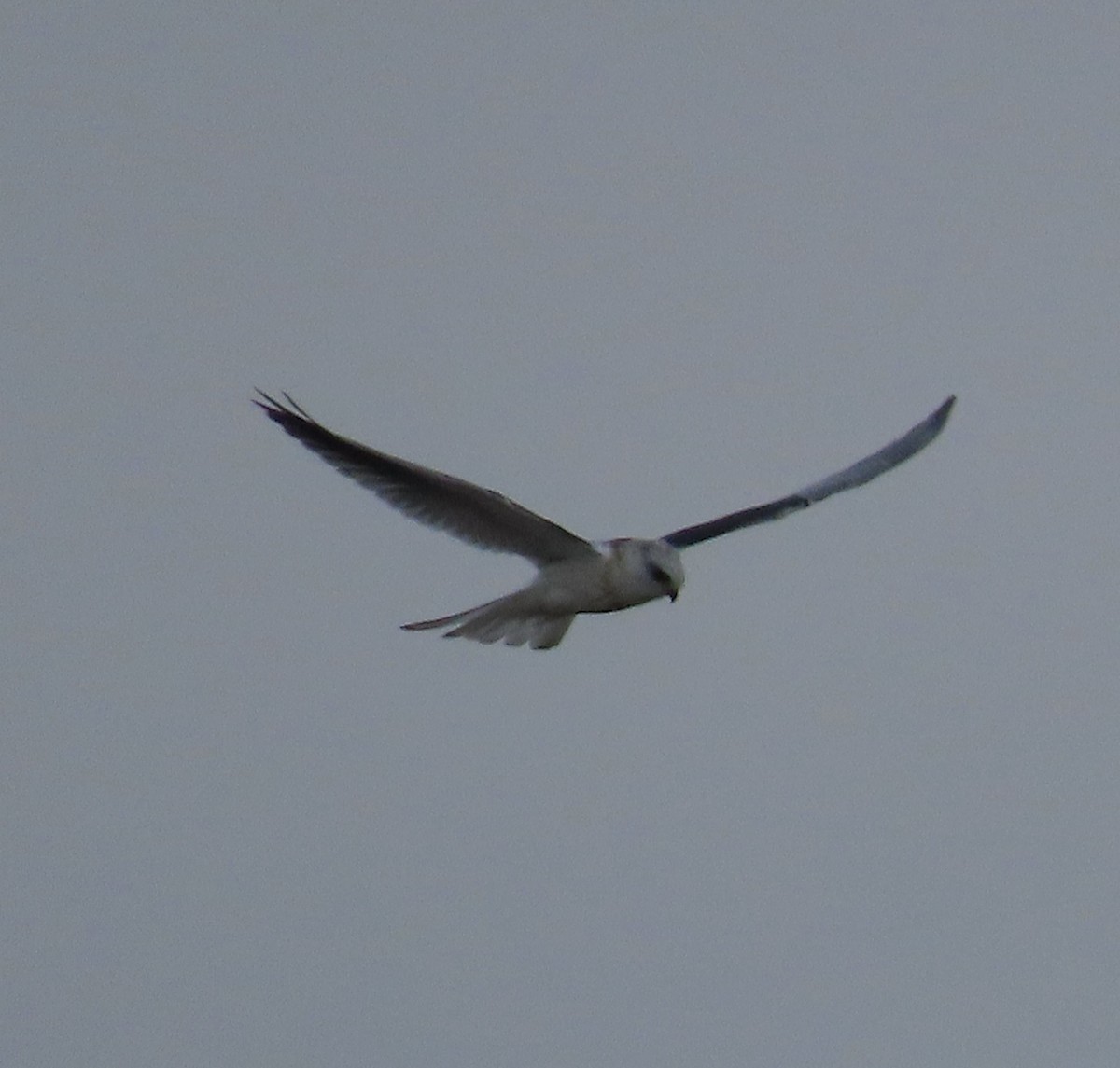 White-tailed Kite - ML605838811