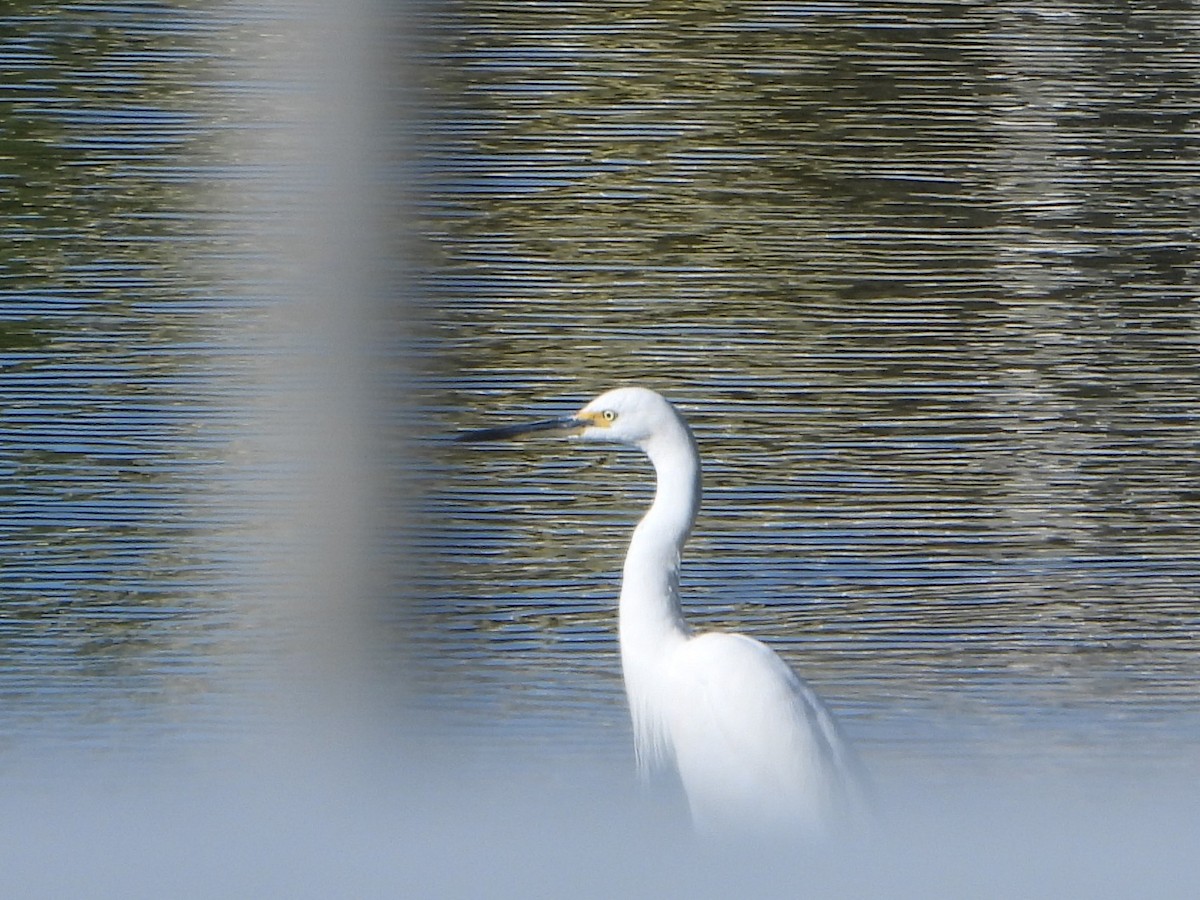 Little Egret (Australasian) - ML605839461