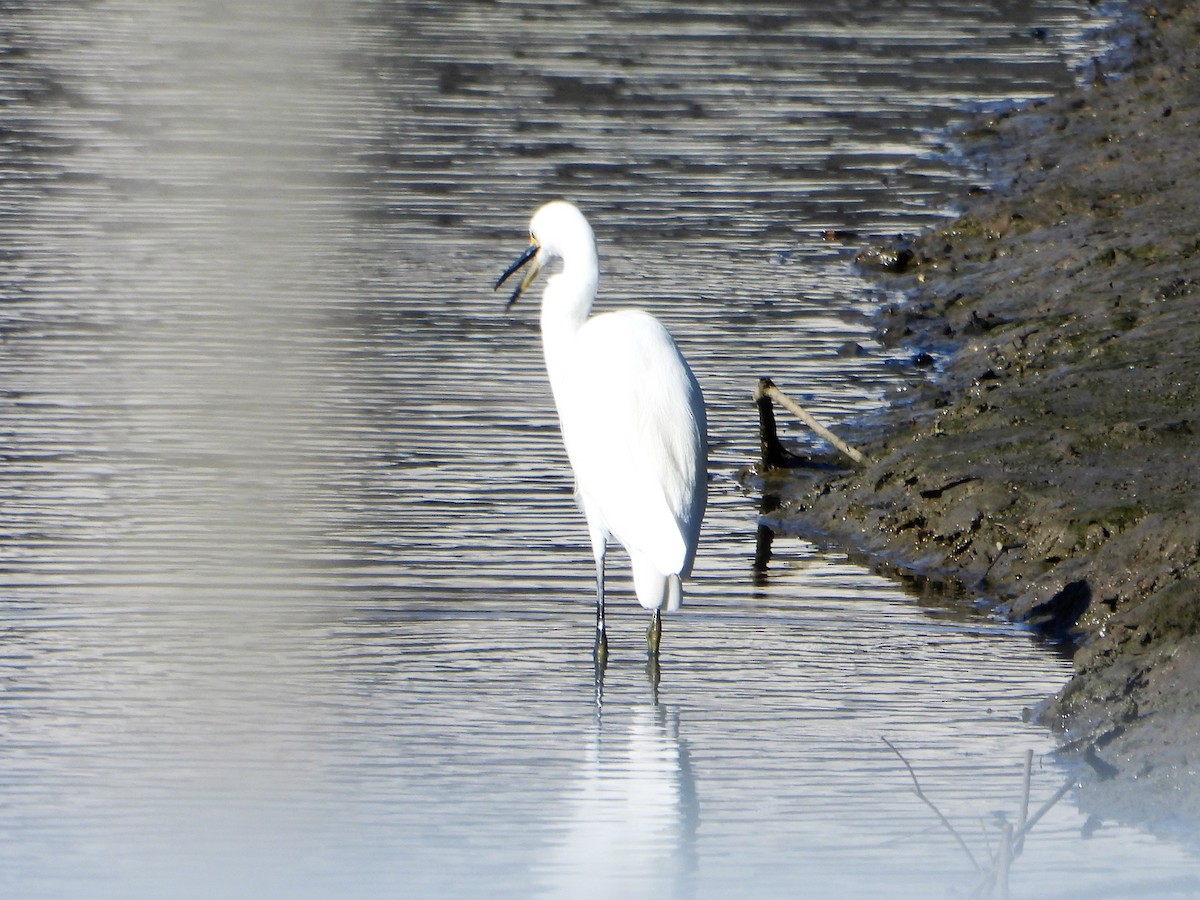 Little Egret (Australasian) - ML605839471