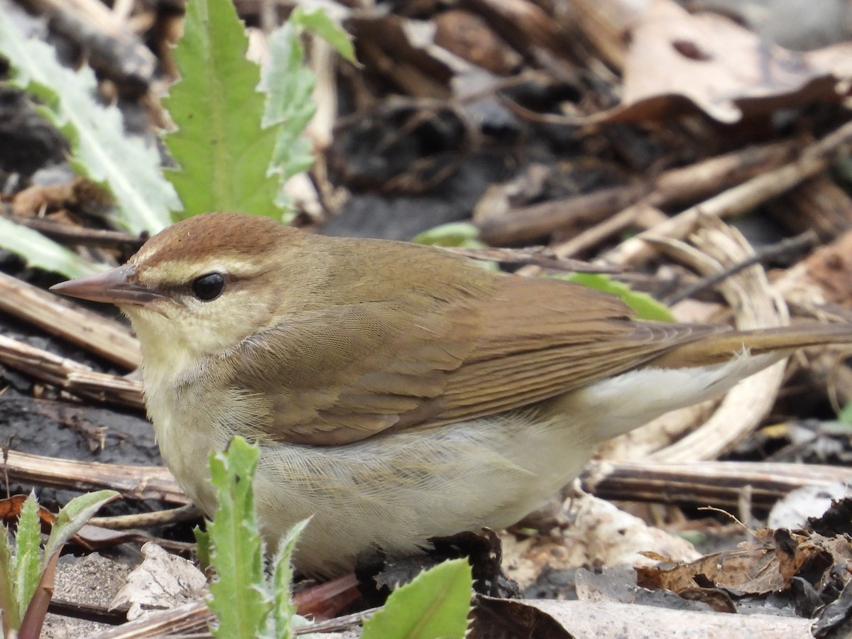 Swainson's Warbler - ML605840211