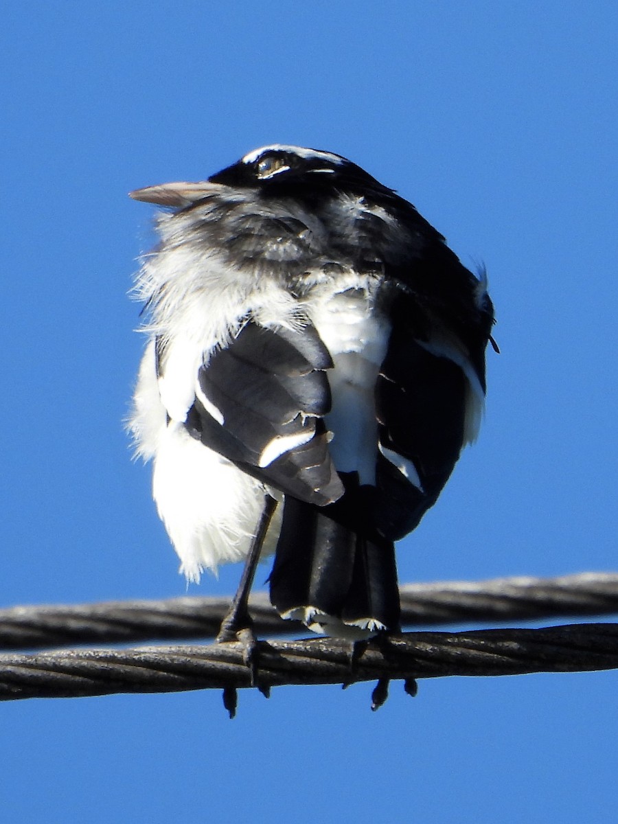 Magpie-lark - ML605840971