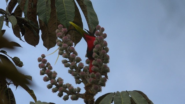 Stella's Lorikeet - ML605841221