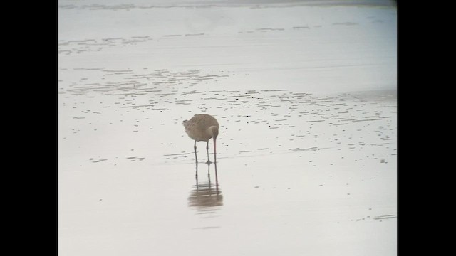 Bar-tailed Godwit (Siberian) - ML605842821