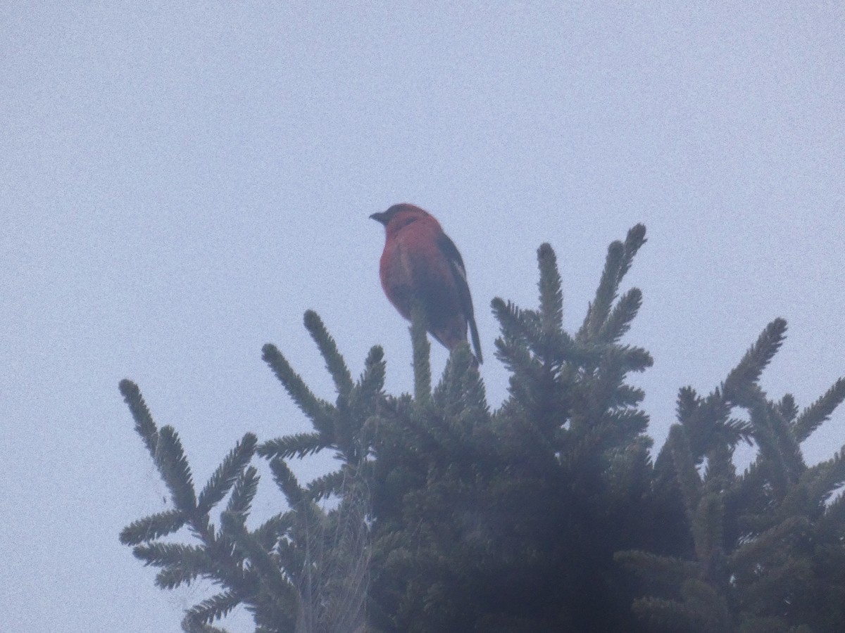 White-winged Crossbill - ML605843391