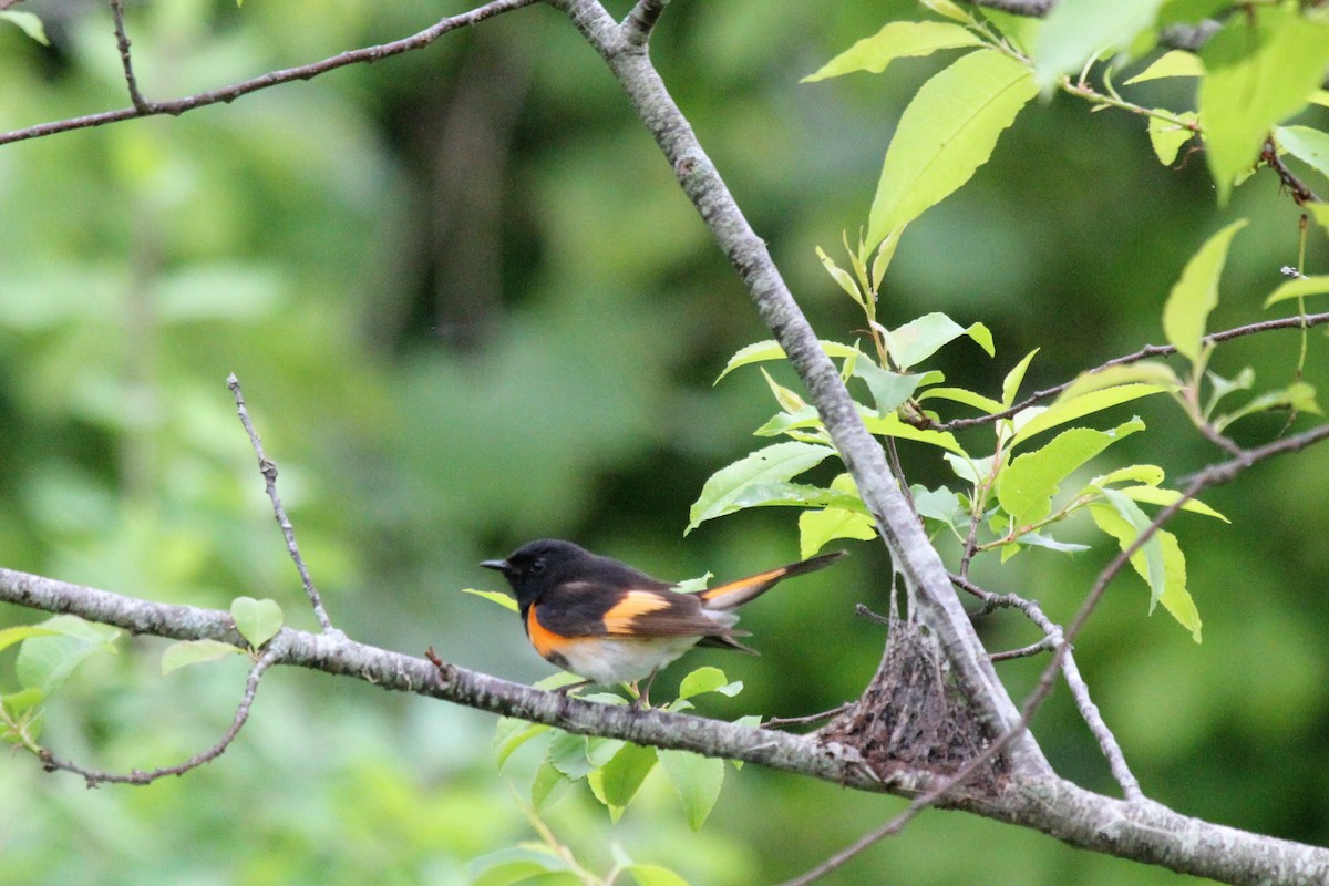 American Redstart - ML60584361