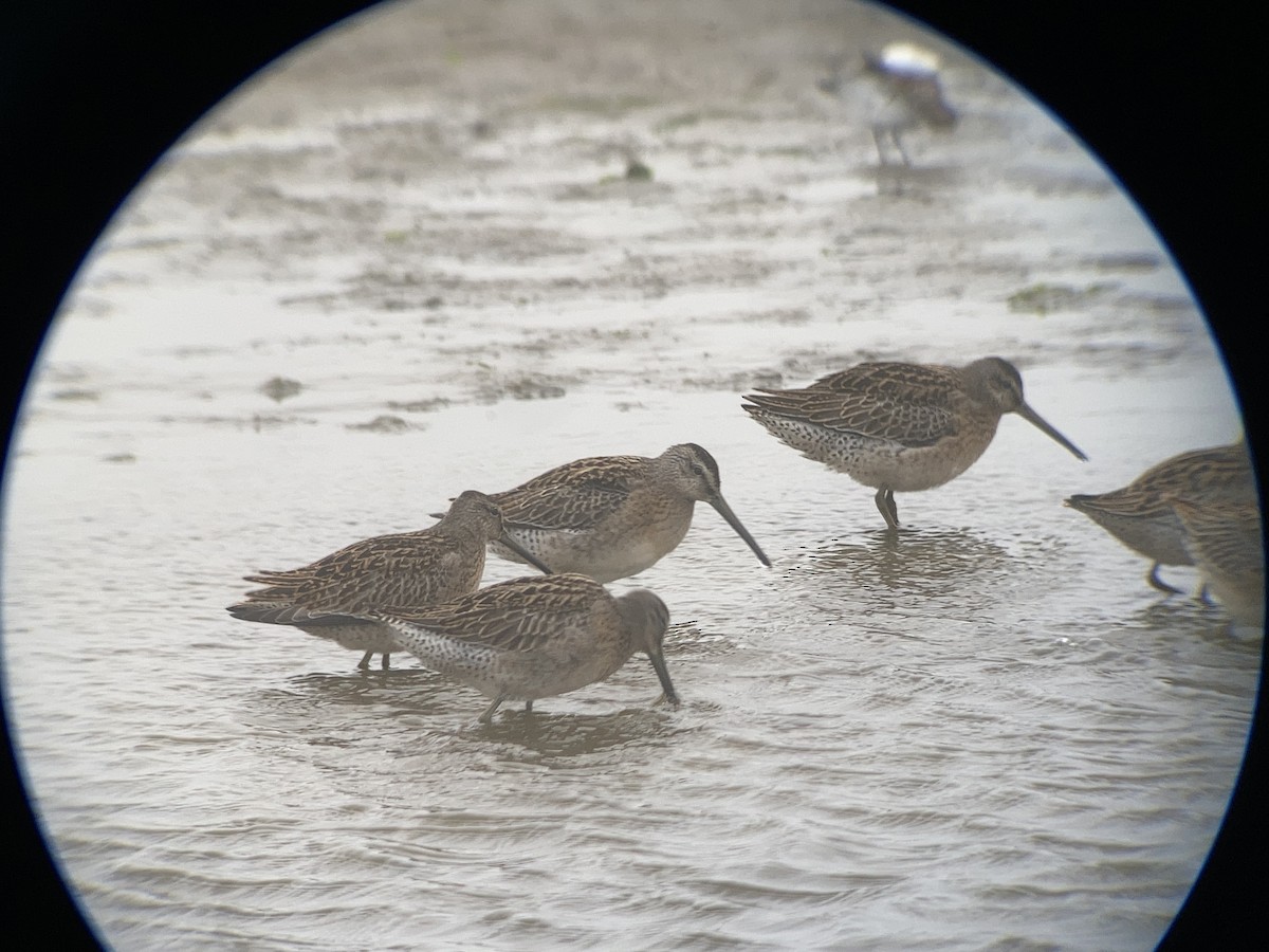 Short-billed Dowitcher - Matt Brady