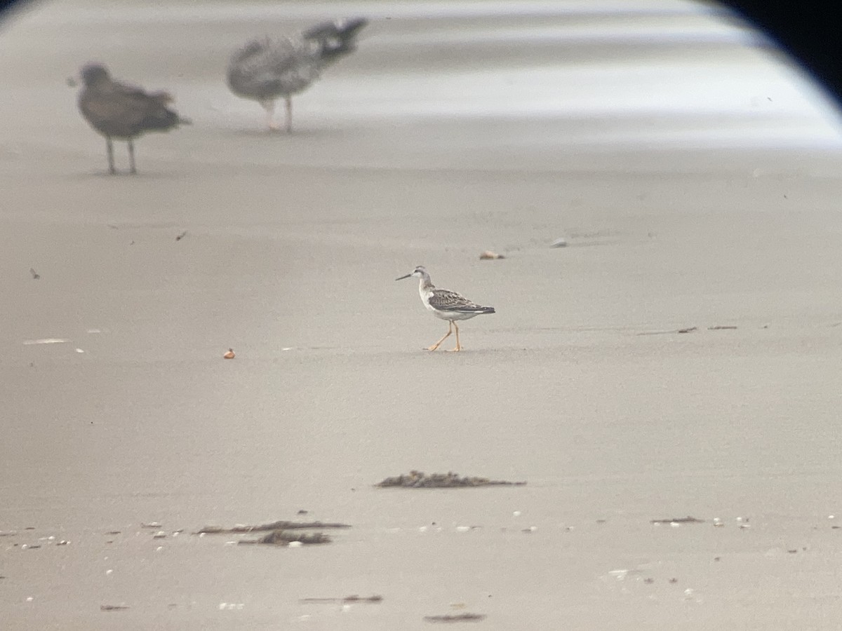 Wilson's Phalarope - ML605844231