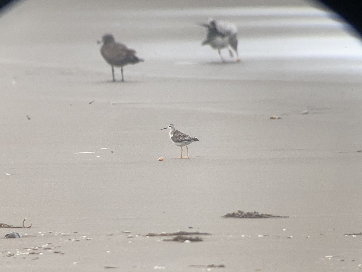 Wilson's Phalarope - ML605844241