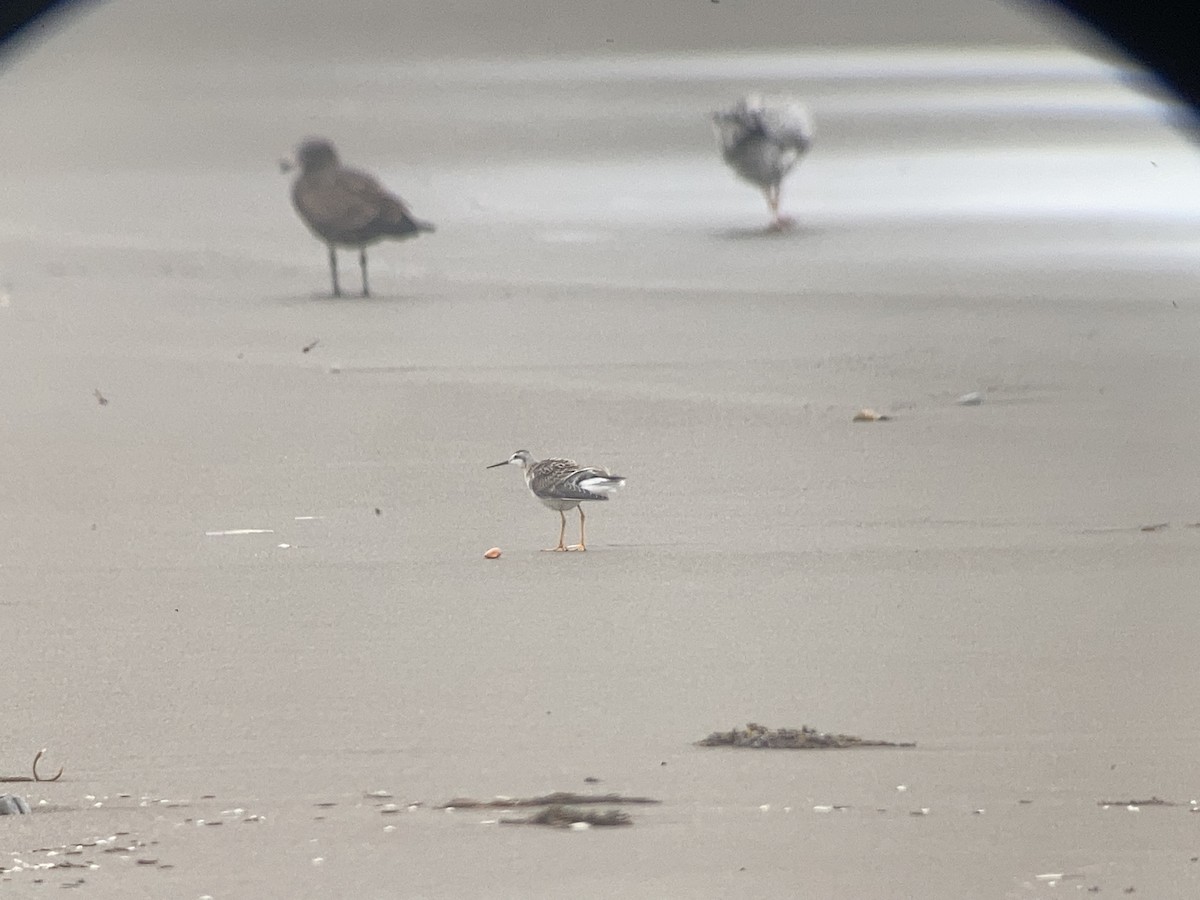 Wilson's Phalarope - ML605844261