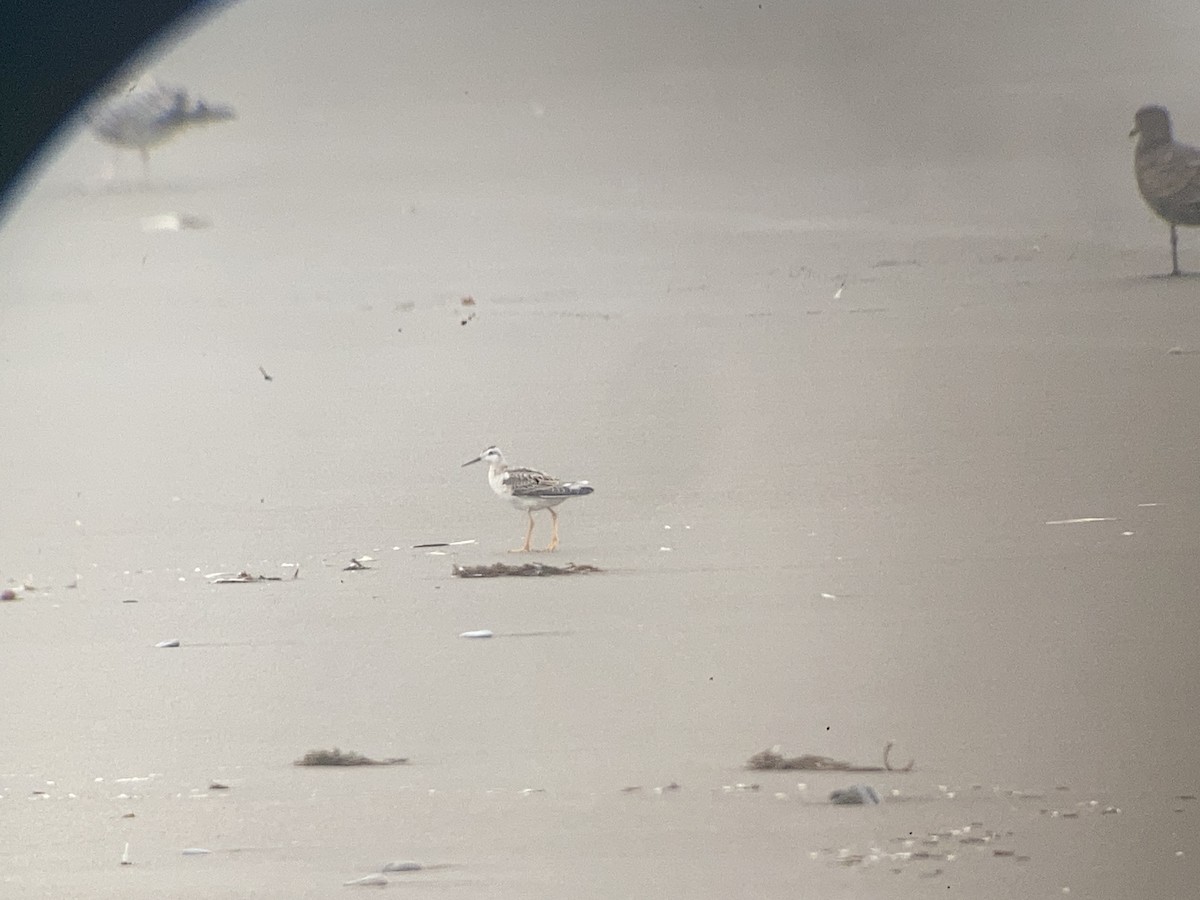 Wilson's Phalarope - ML605844341