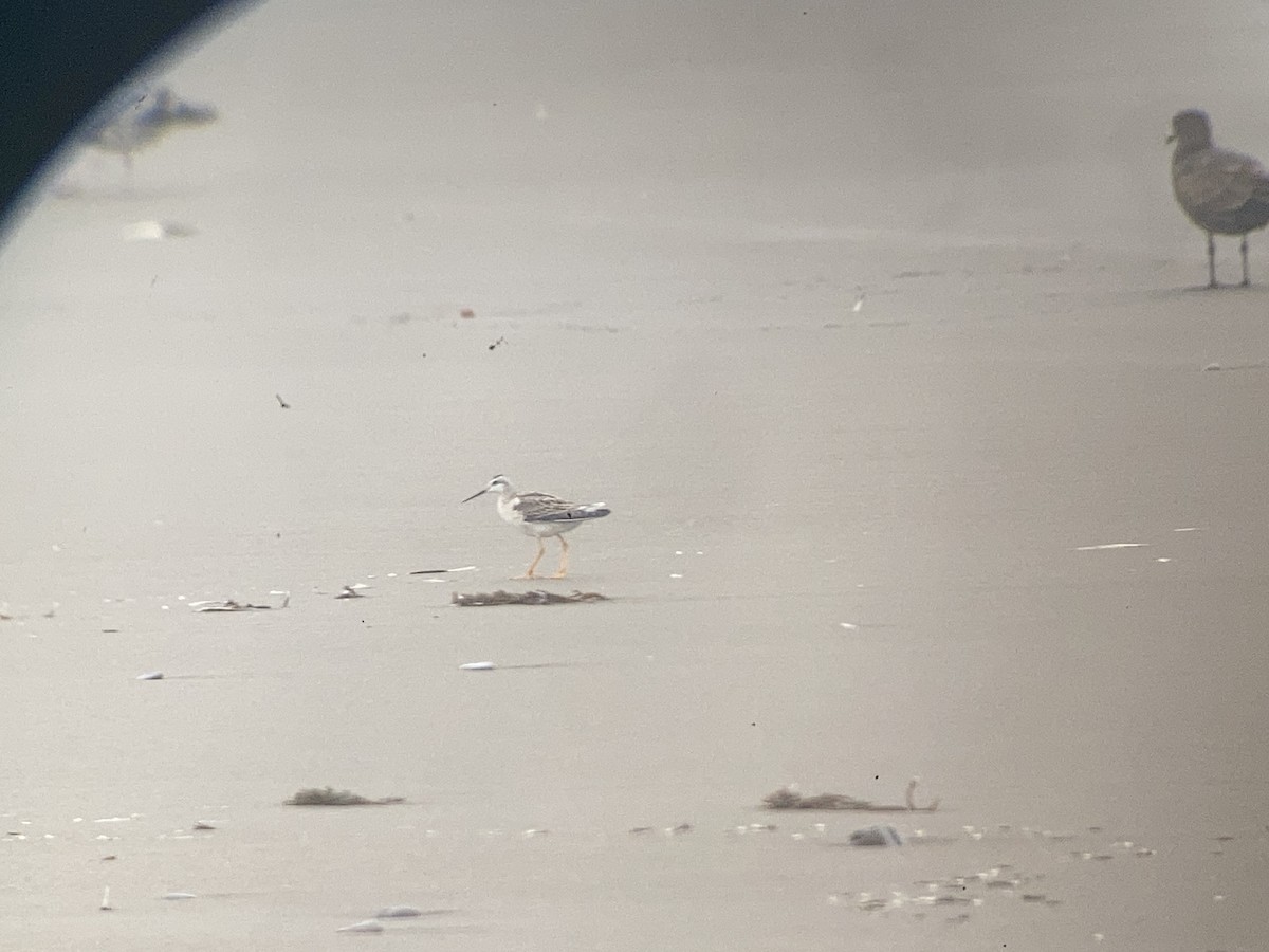 Phalarope de Wilson - ML605844351