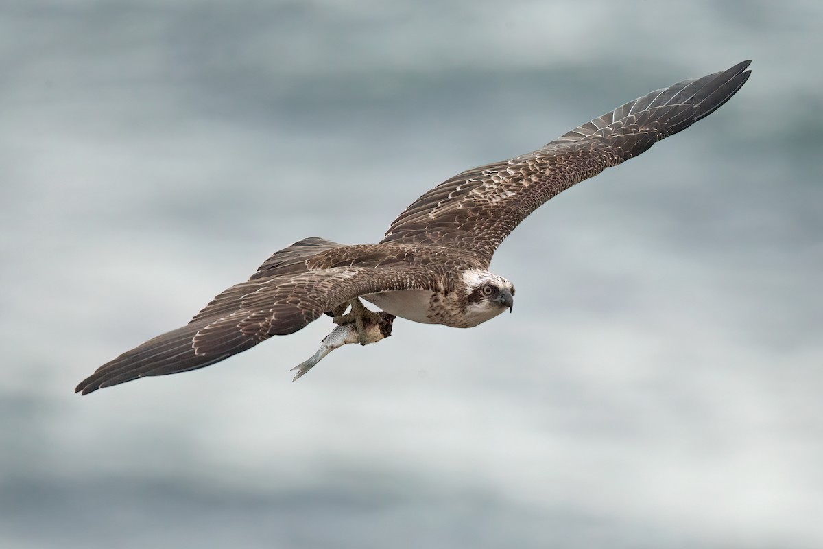 Osprey (Australasian) - ML605845001