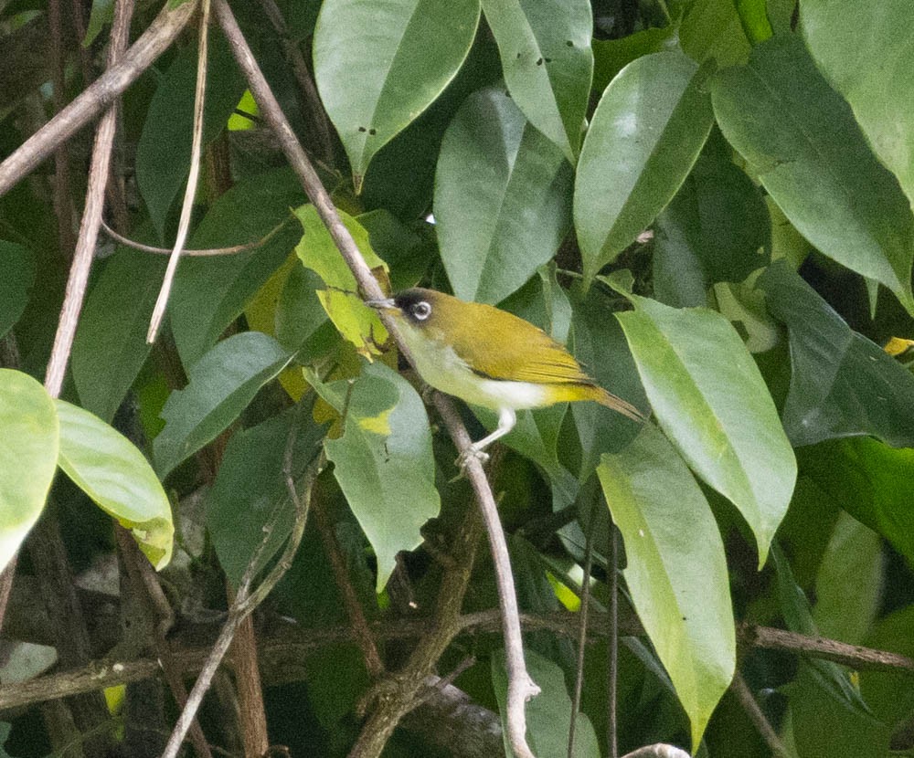 Cream-throated White-eye (Halmahera) - Lindy Fung