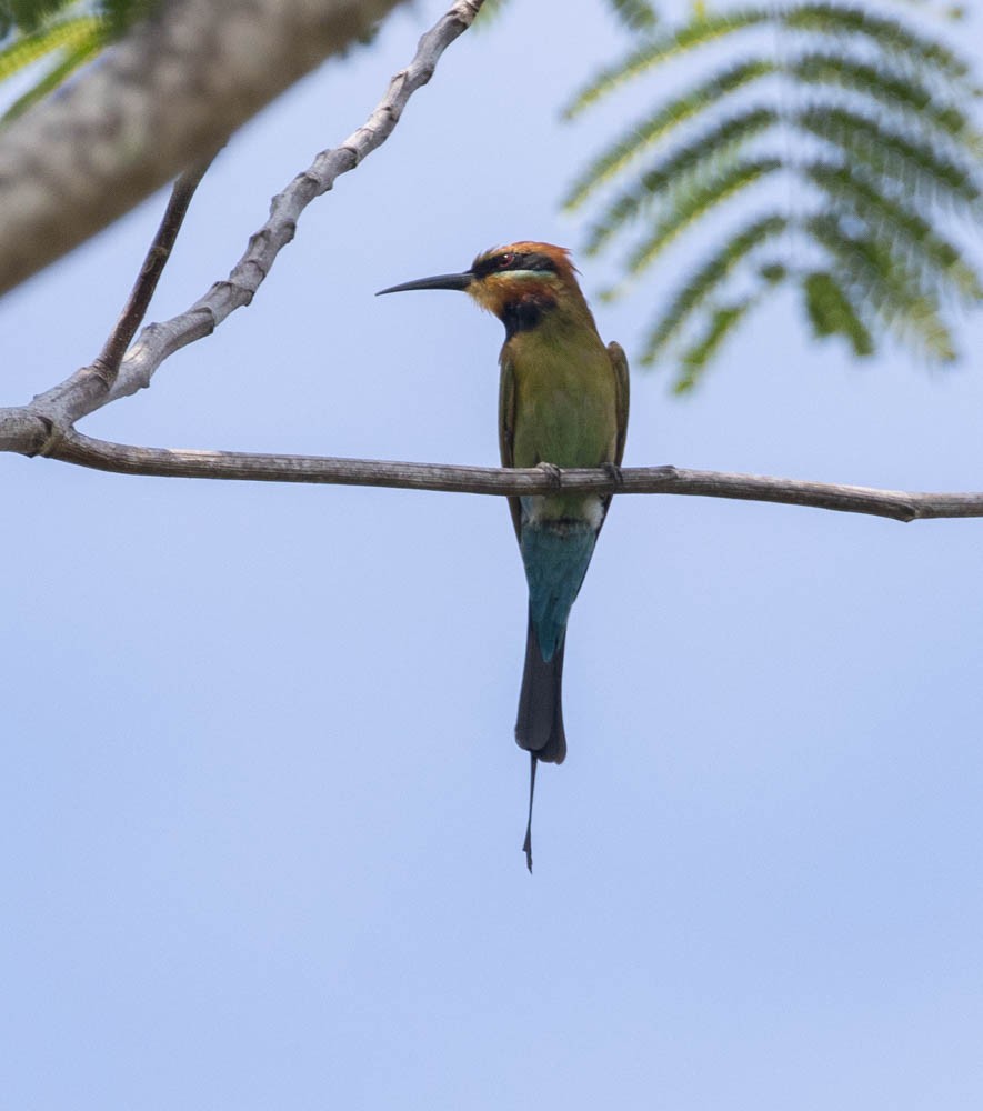 Rainbow Bee-eater - Lindy Fung