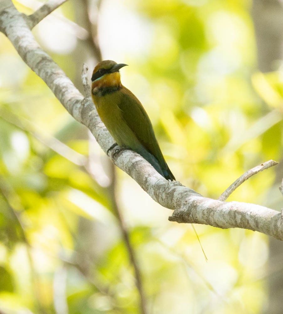 Rainbow Bee-eater - ML605845661