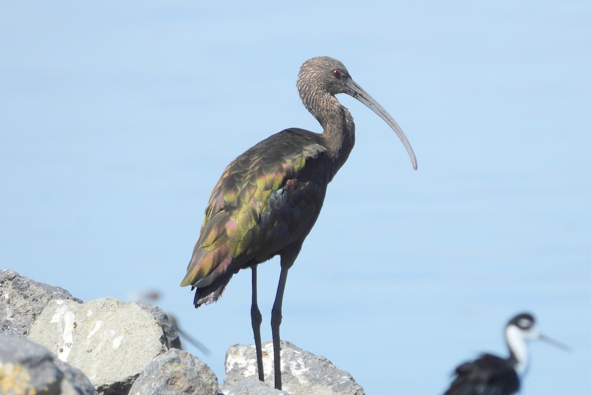ibis americký - ML605846171