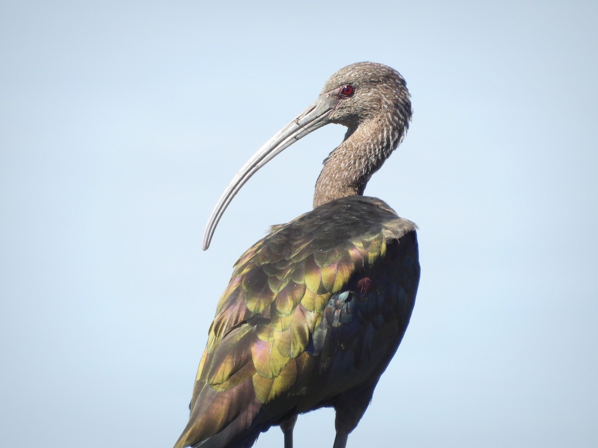 ibis americký - ML605846181