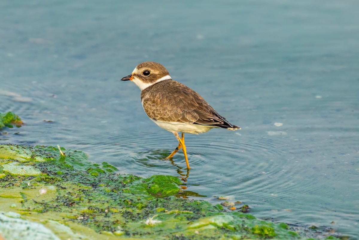 Semipalmated Plover - ML605846691