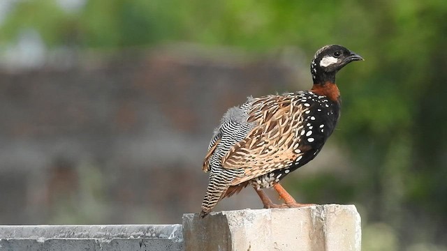 Black Francolin - ML605846981