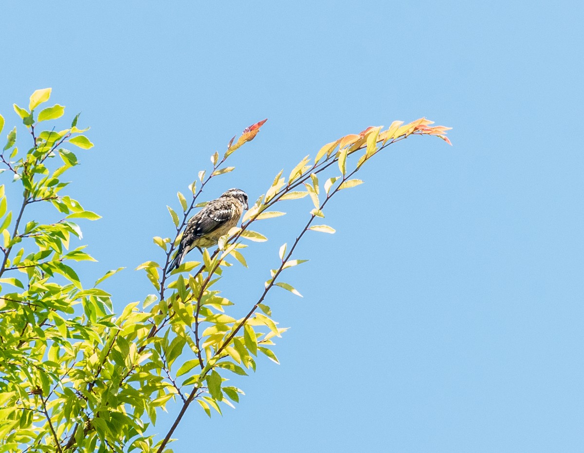 Black-headed Grosbeak - ML605847381