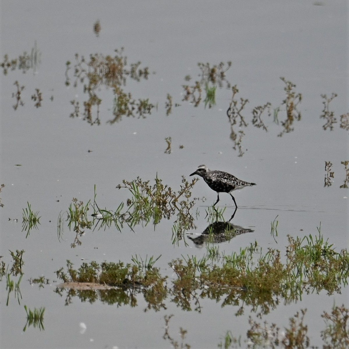 Black-bellied Plover - ML605848241