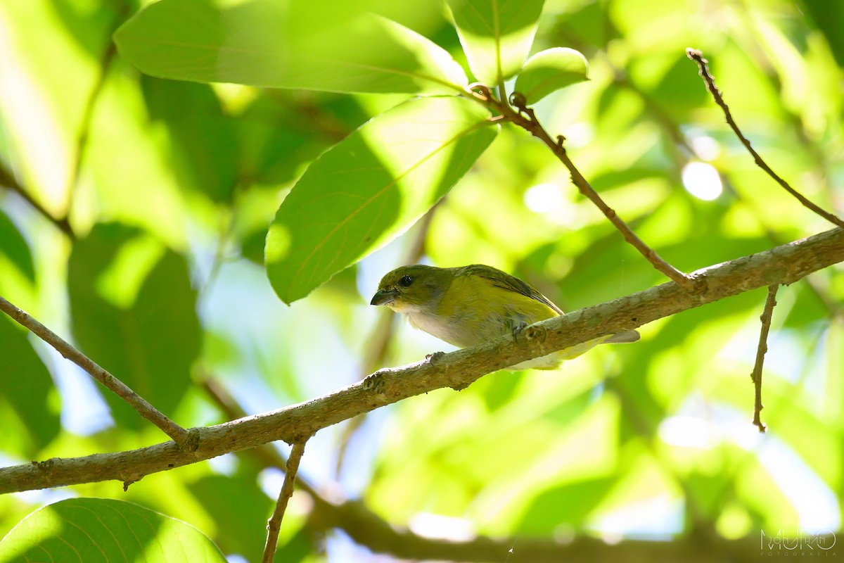 Yellow-throated Euphonia - ML605849501