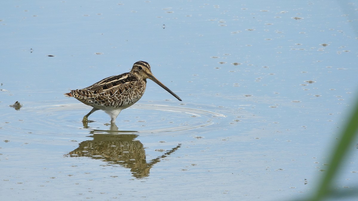 Common Snipe - Andy  Woodward