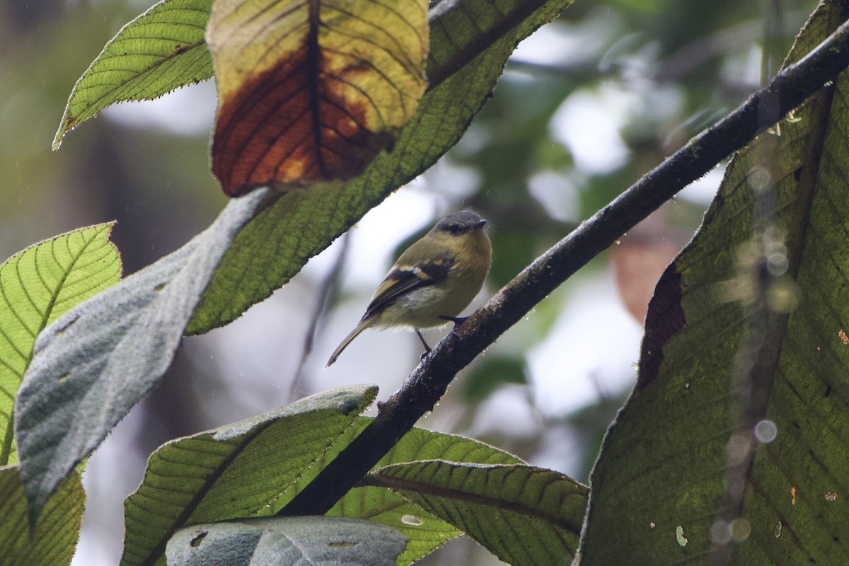 Handsome Flycatcher - ML605851281