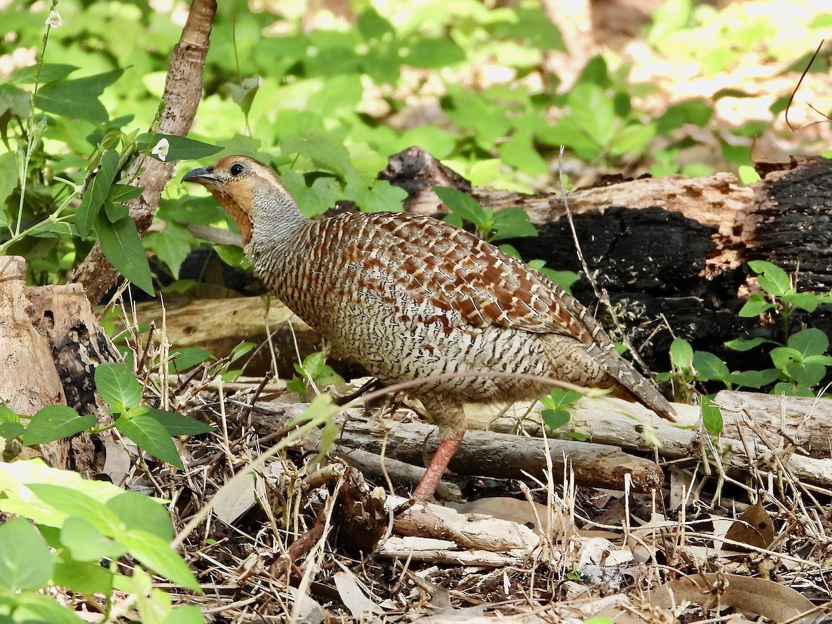 Gray Francolin - ML605852051